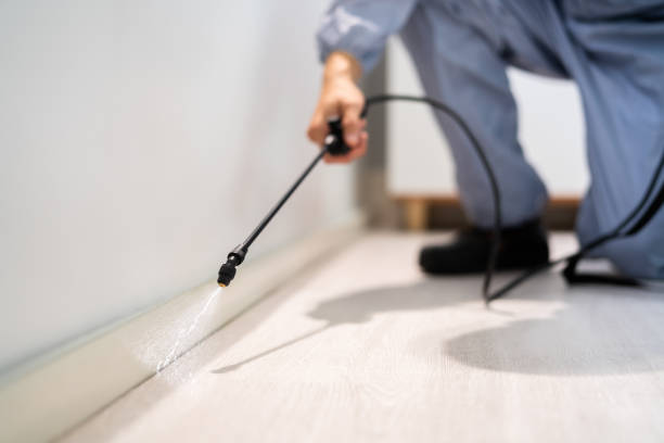 Certified termite inspector examining foundation in La Puente